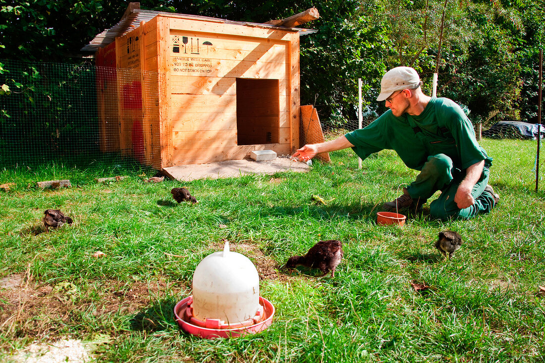 Man with disability feeding chicks in farm in Brandenburg