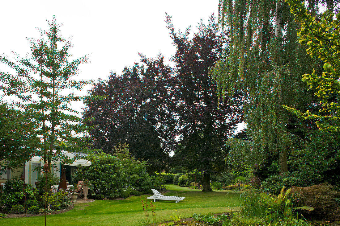 Garten mit großer Rasenfläche, Blutbuche und Blutahorn