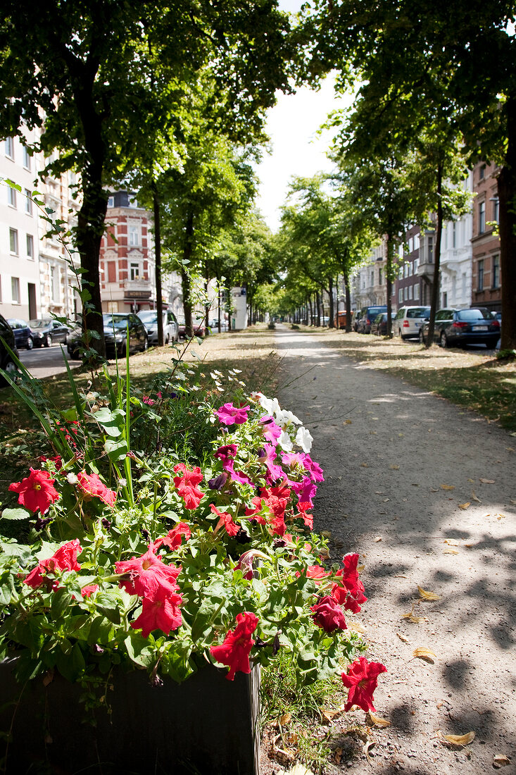 View of the green centre strip of Oppenhoffallee in summer with flowers, Aachen, Germany