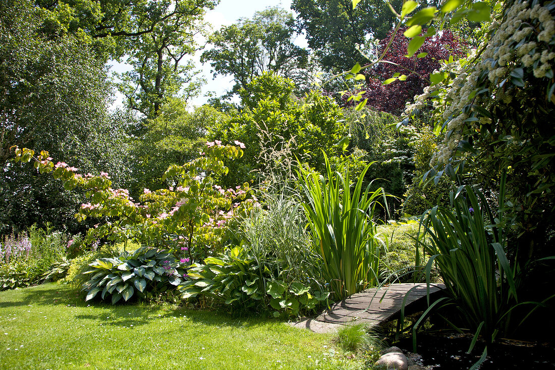 View of garden with stream, lilies, hosta and prim roses in abundance