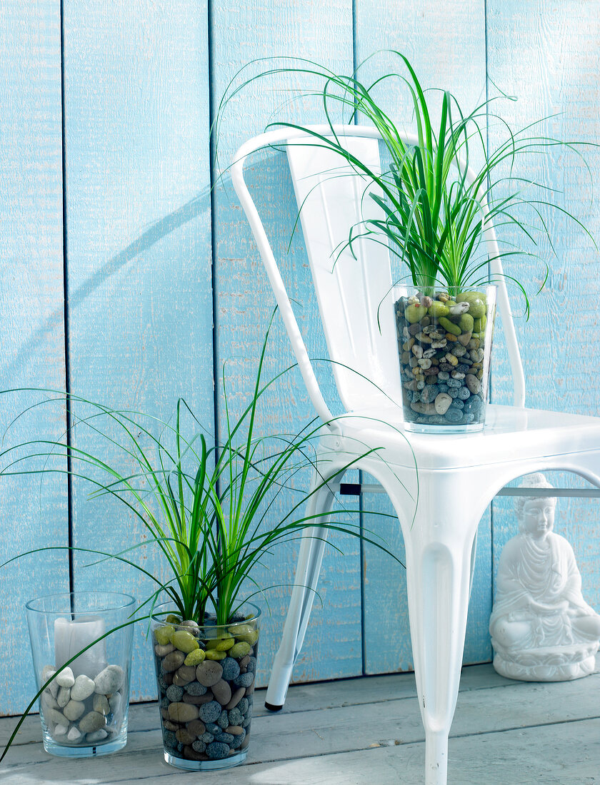 Water plants in glass vases filled with pebbles on floor and on chair