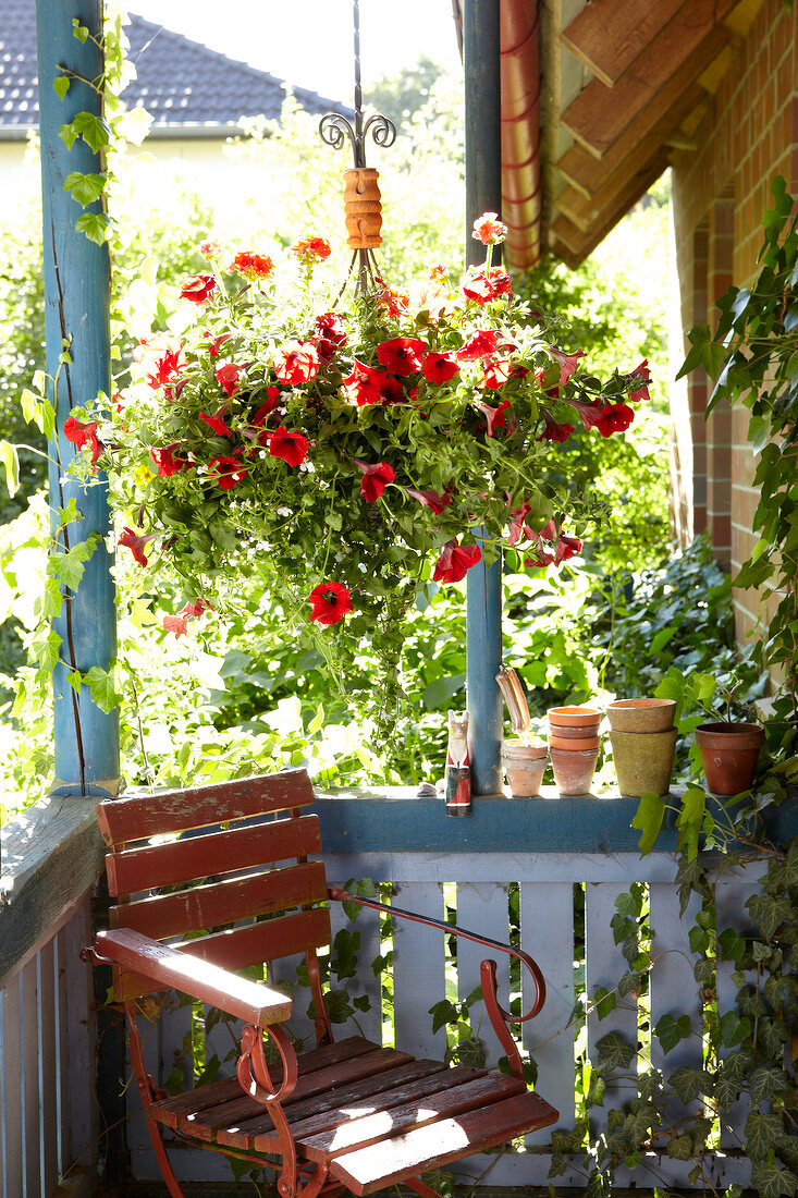 Petunias above red folding chair in balcony