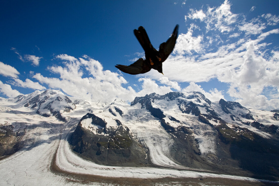 View of Breithorn mountain range covered with snow and bird flying