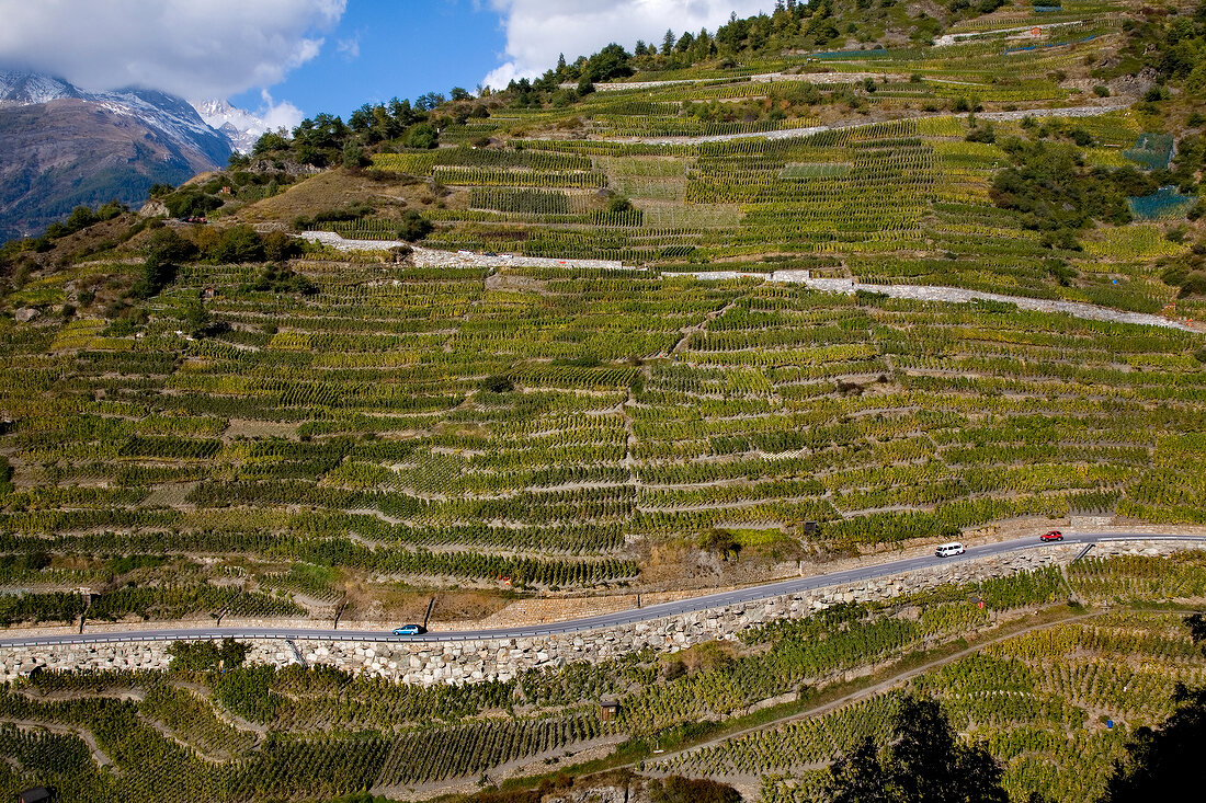 Wallis, Weinlese in Visperminen an einem steilen Seitenhang