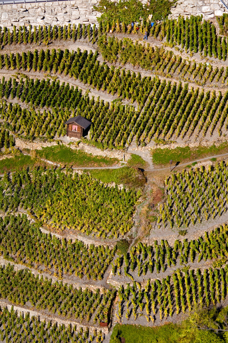 Wallis, Weinlese in Visperminen an einem steilen Seitenhang