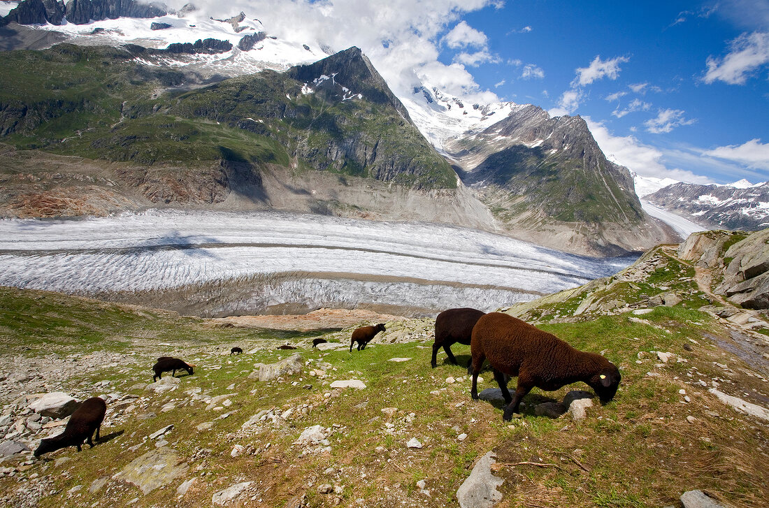 Wallis, Schafe am Aletschgletscher