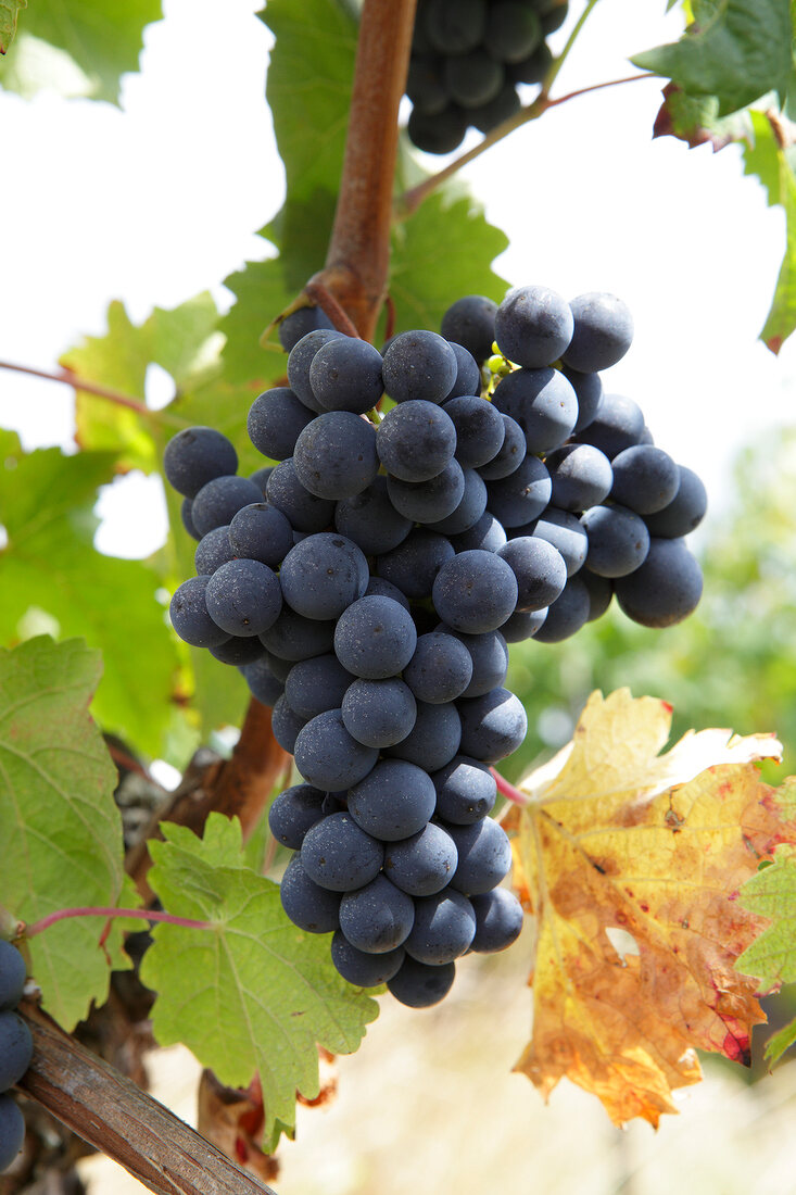 Close-up of tannat red grapes