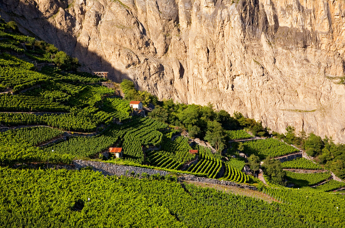 View of chamoson vineyard on steep wall, Wallis