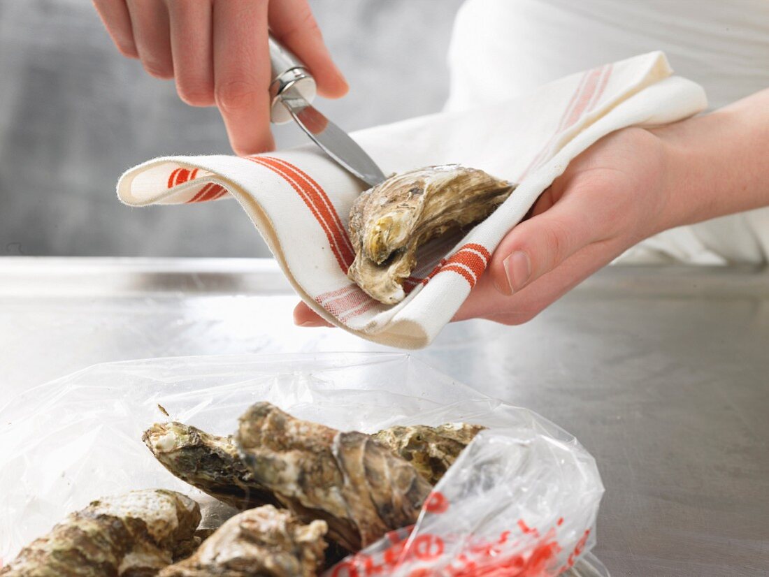 Oysters being opening in a tea towel