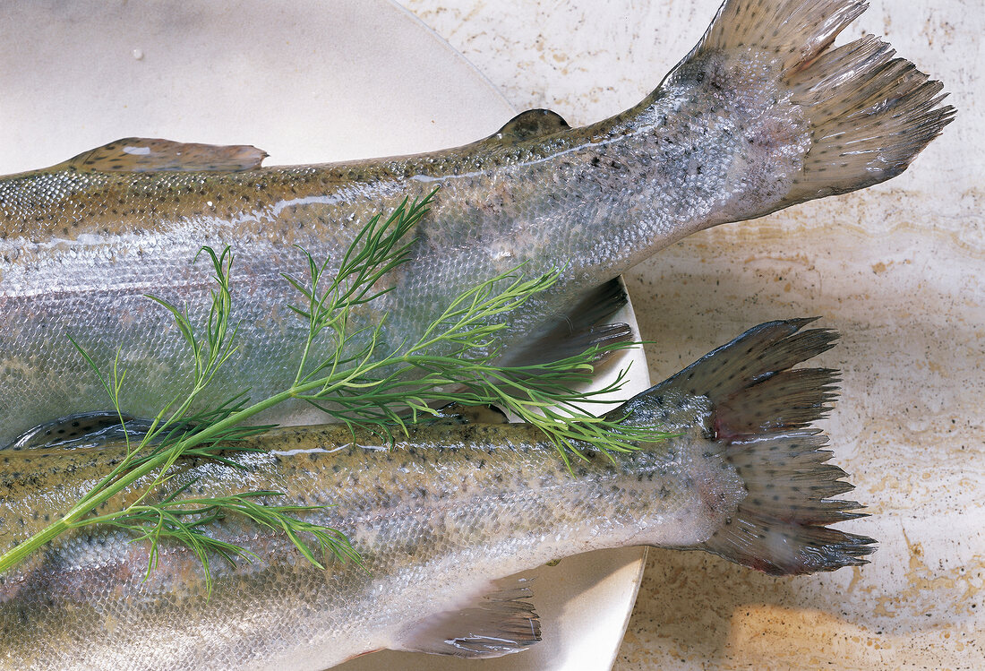 Deutsche Küche, Zwei frische Fische, gänzend, Dill, close-up