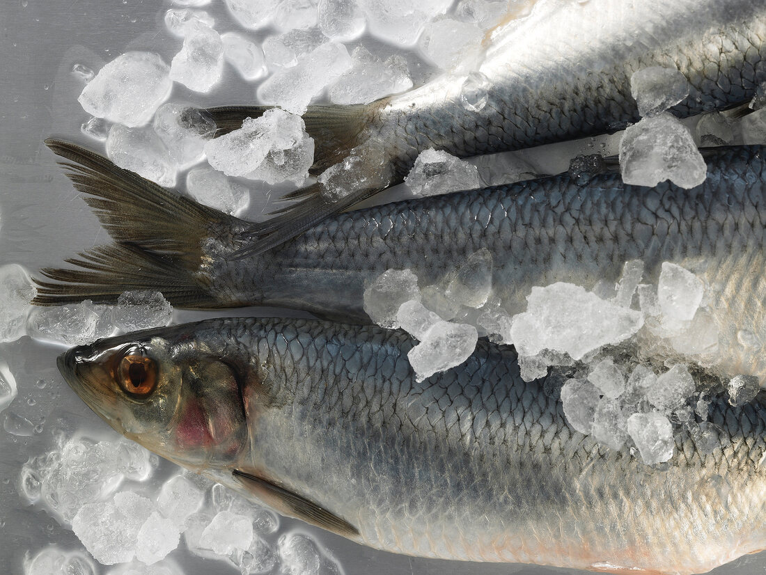 Close-up of herring on ice