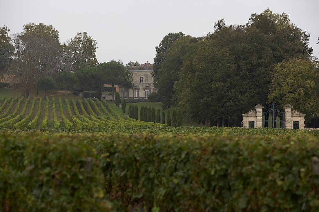 View of vineyard in Chateau reynon