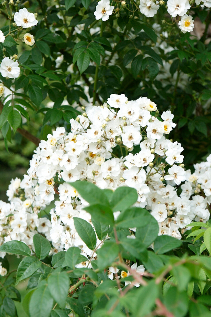 White floribunda rose 'Natalie Nyples'