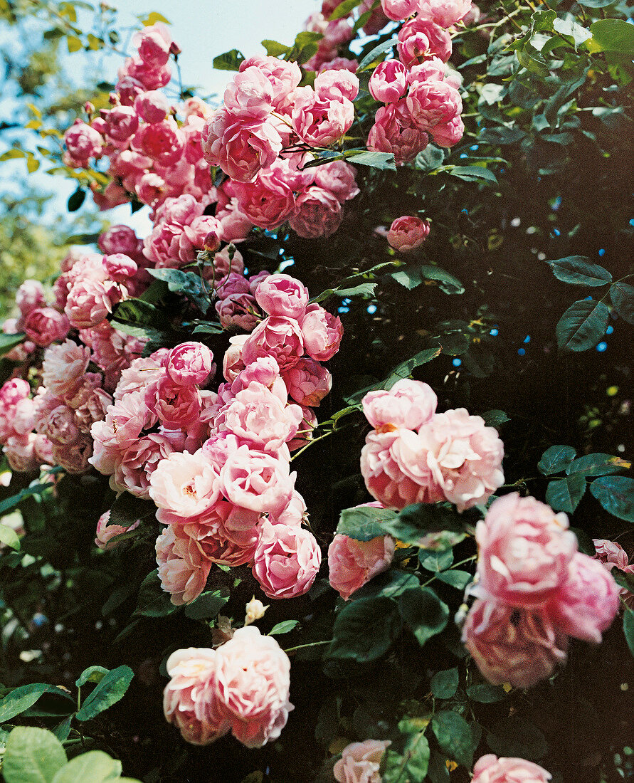 Close-up of pink roses in garden