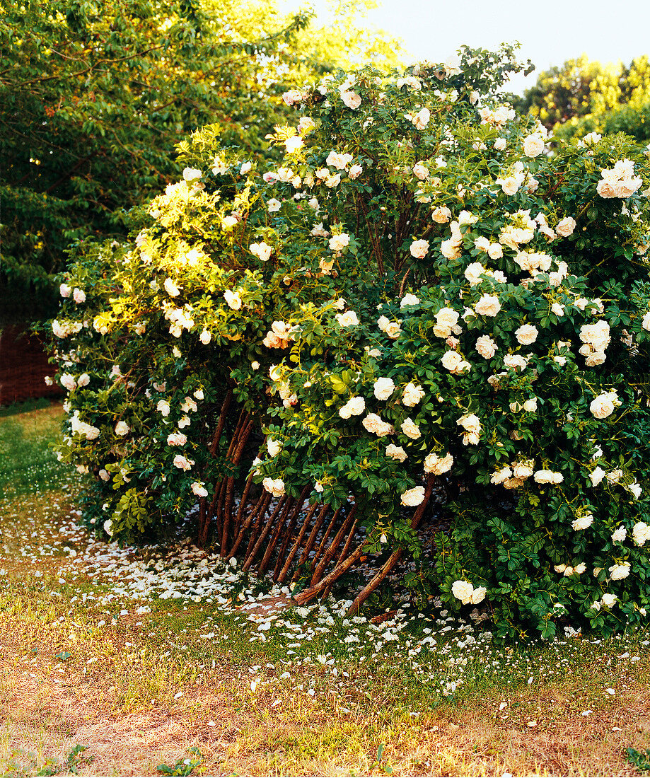 View of overgrown shrub rose
