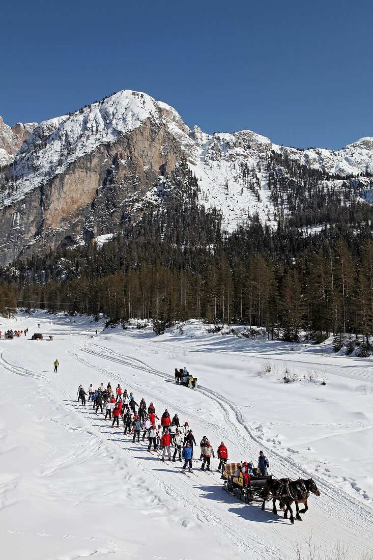 View of team of skiers hauling horses with long rope in ski area, South Tyrol, Italy