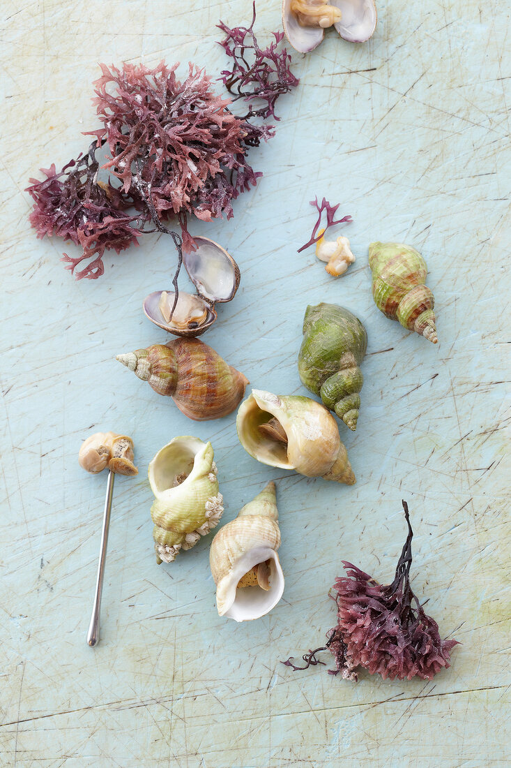 Muscheln, Schnecken, Austernkraut, Muschelfleisch aufgespiesst