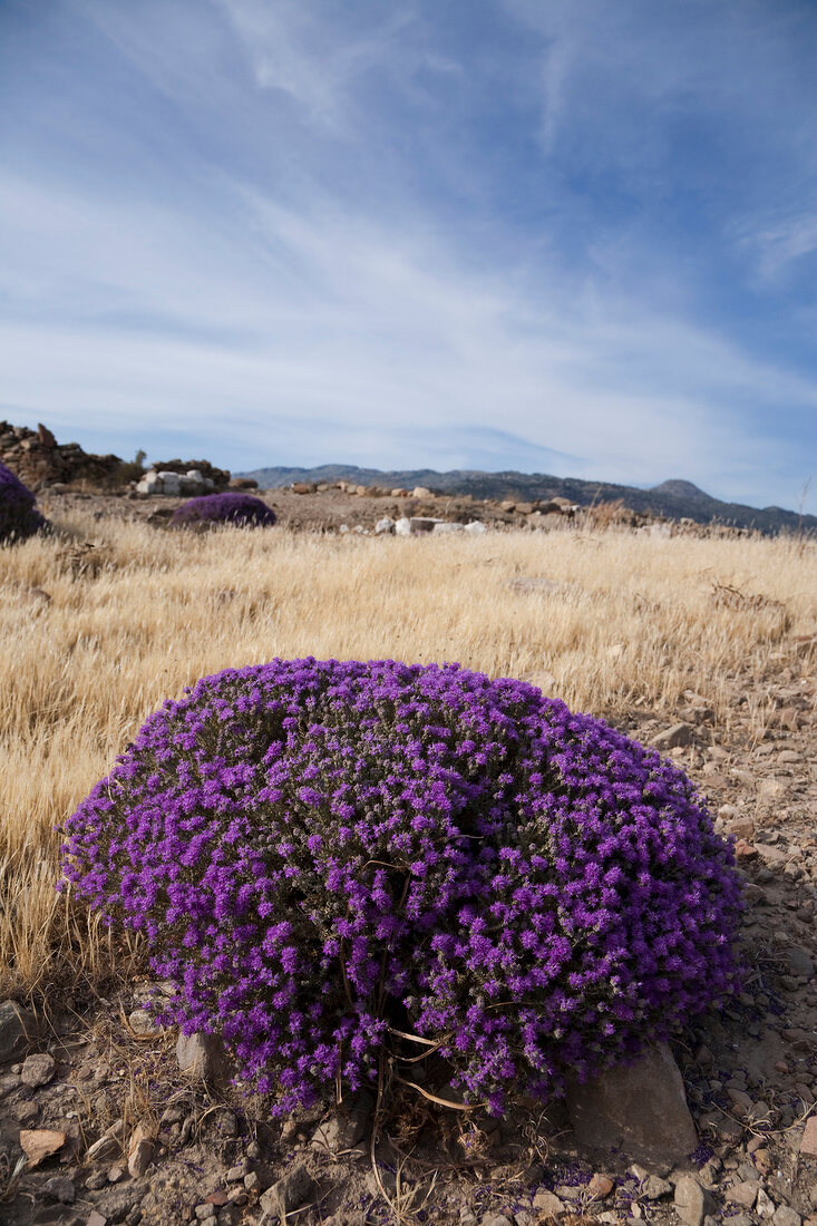 View of purple thyme bush on dried grass land