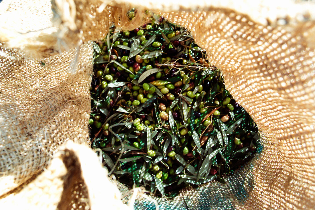 Close-up of harvested olives in gunny bag