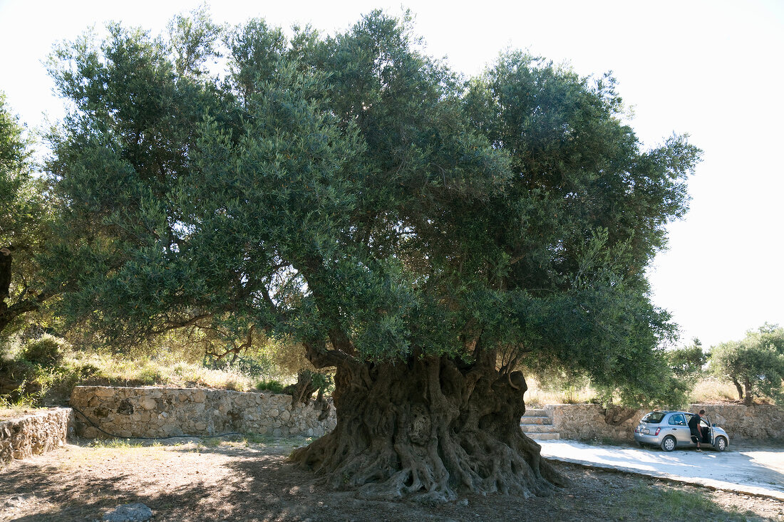 Kreta: Kavoússi, alter Olivenbaum 