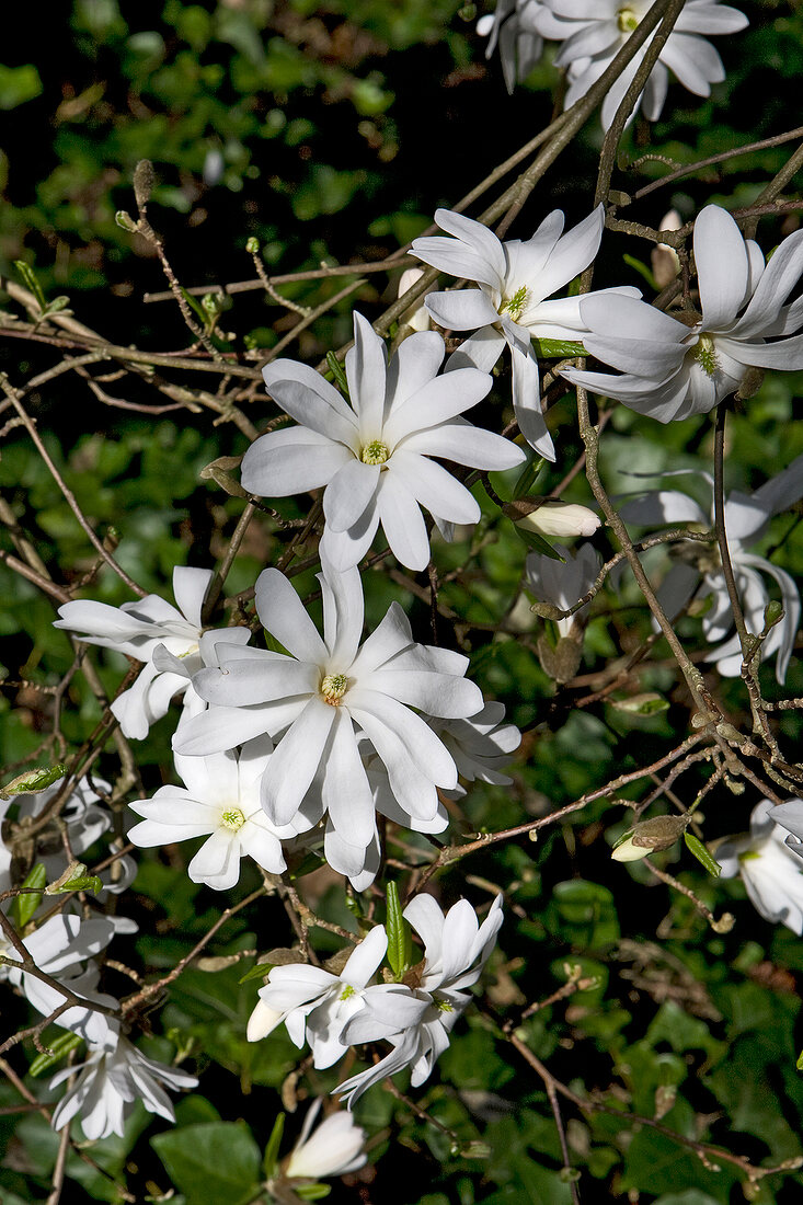 Blüten der Stern-Magnolie botanisch: Magnolia stellata