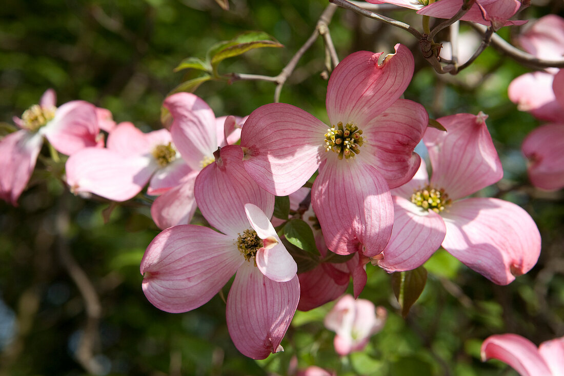 Close-up of pink dogwood flowers