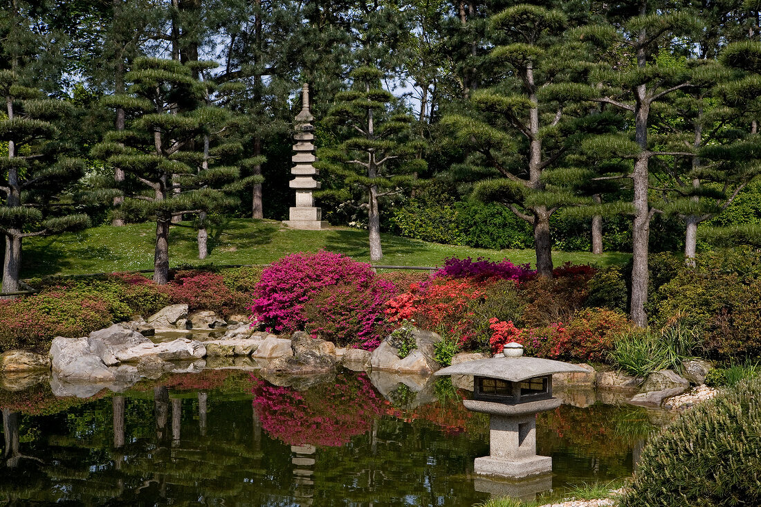 Japanese garden with small pond, trees and flowering shrubs