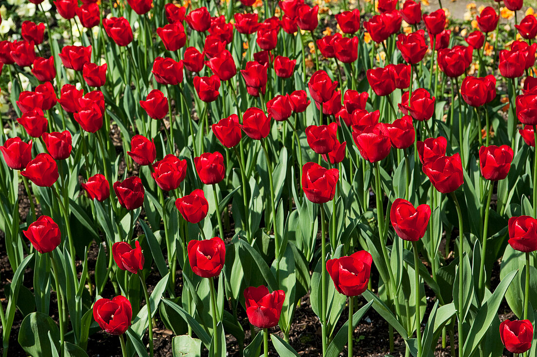 Close-up of flower bed with red tulips