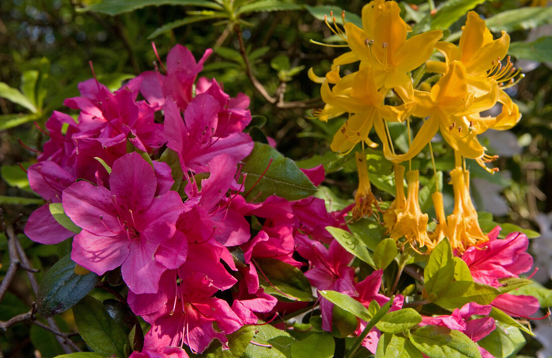 Blüten von roten und gelben Azaleen, botanisch: Rhododendron obtusum