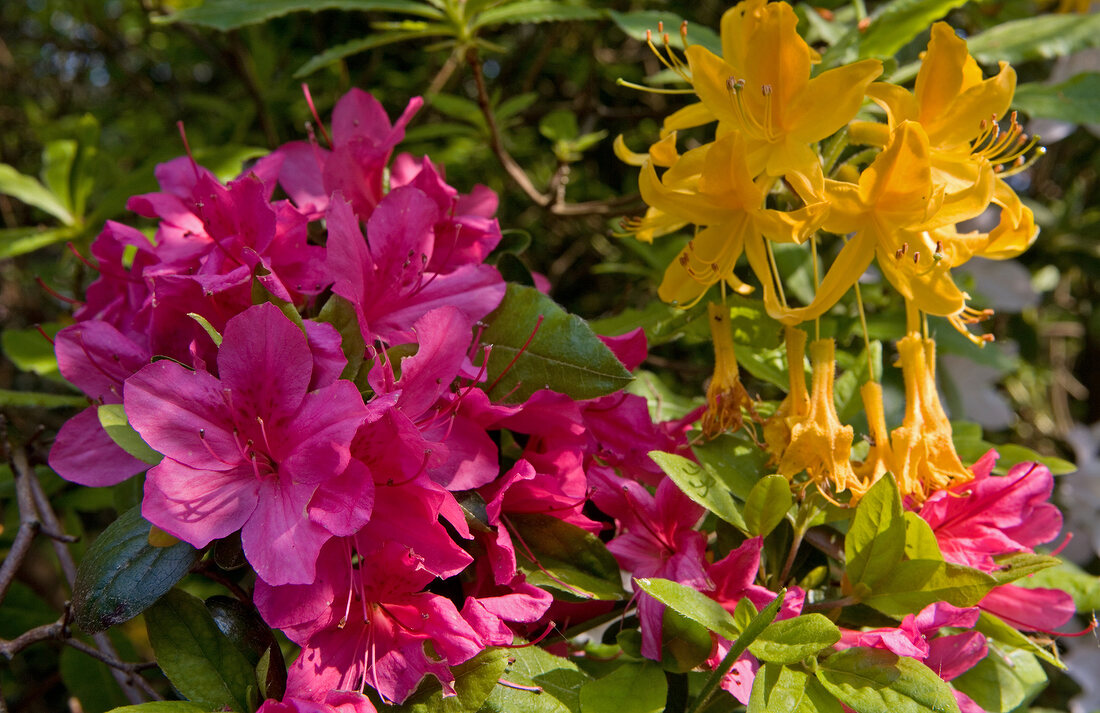 Close-up of pink and yellow azaleas