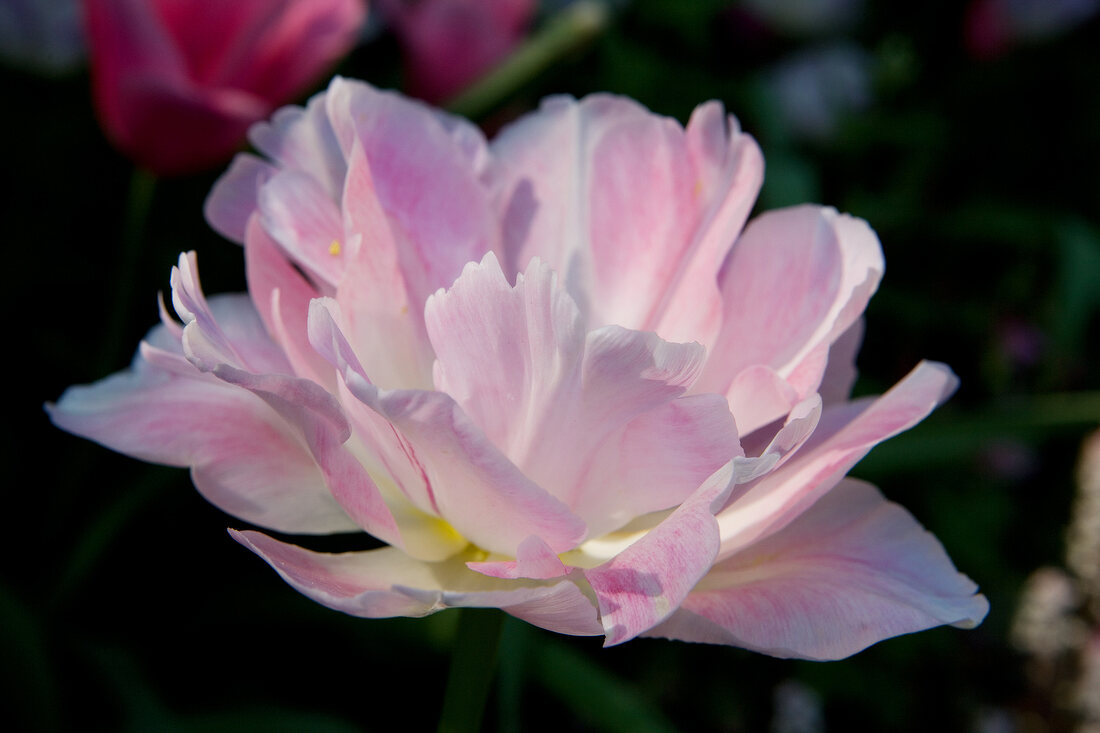 rosa gefüllte Tulpe botanisch: Tulipa, Sorte: Angelique