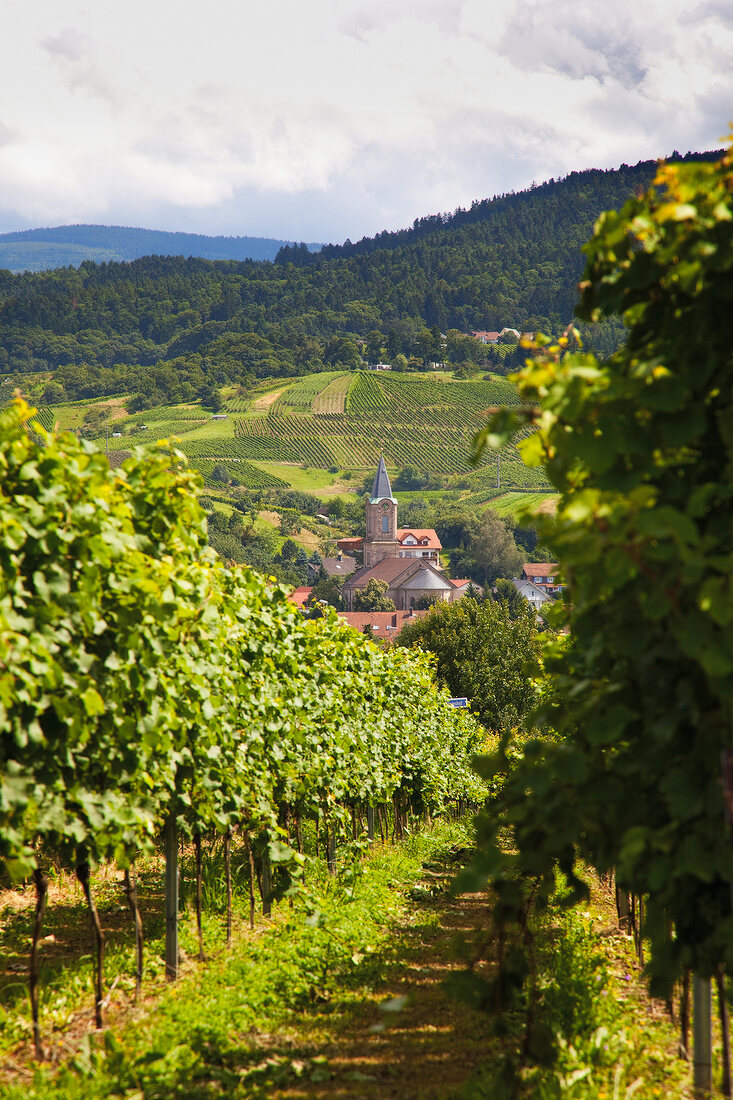 View of Altschweier vineyard church landscape