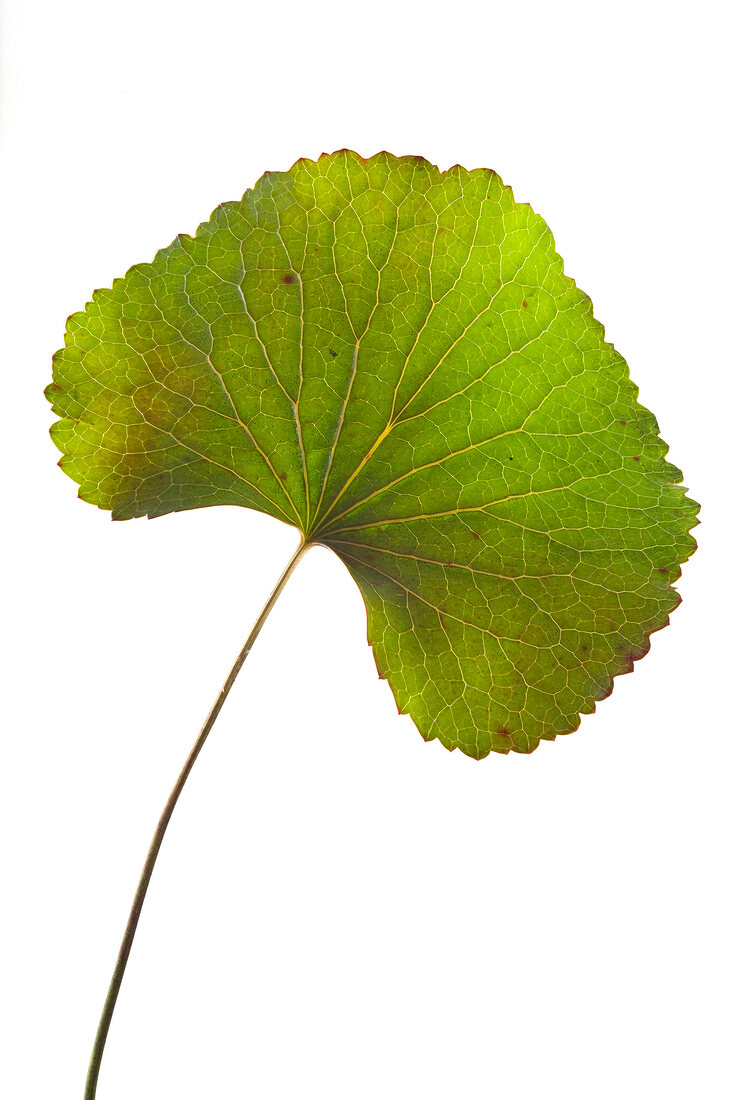 Close-up of galax leaf on white background