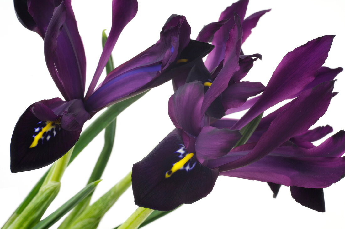 Close-up of two pedicels of purple iris on white background