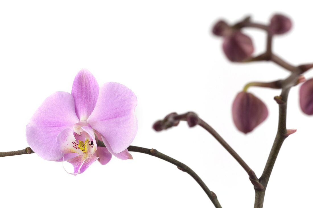 Close-up of pedicels of a purple orchid with flower and buds on white background
