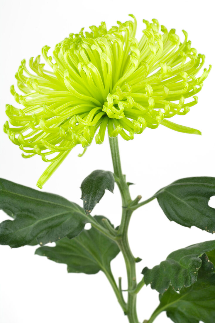 Close-up of pedicel light green chrysanthemum on white background