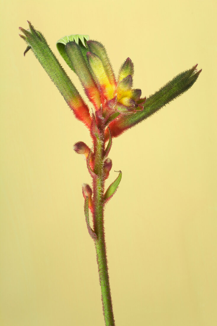 Close-up of kangaroo flower against yellow background