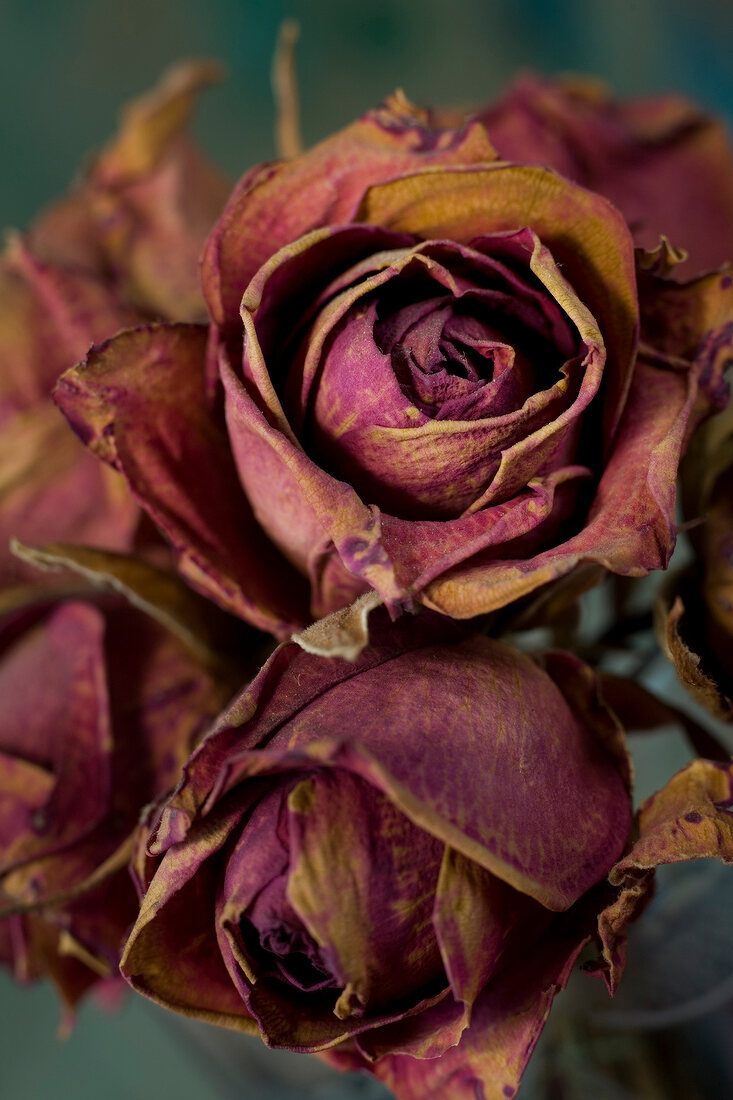 Blüten von getrockneten Rosen 