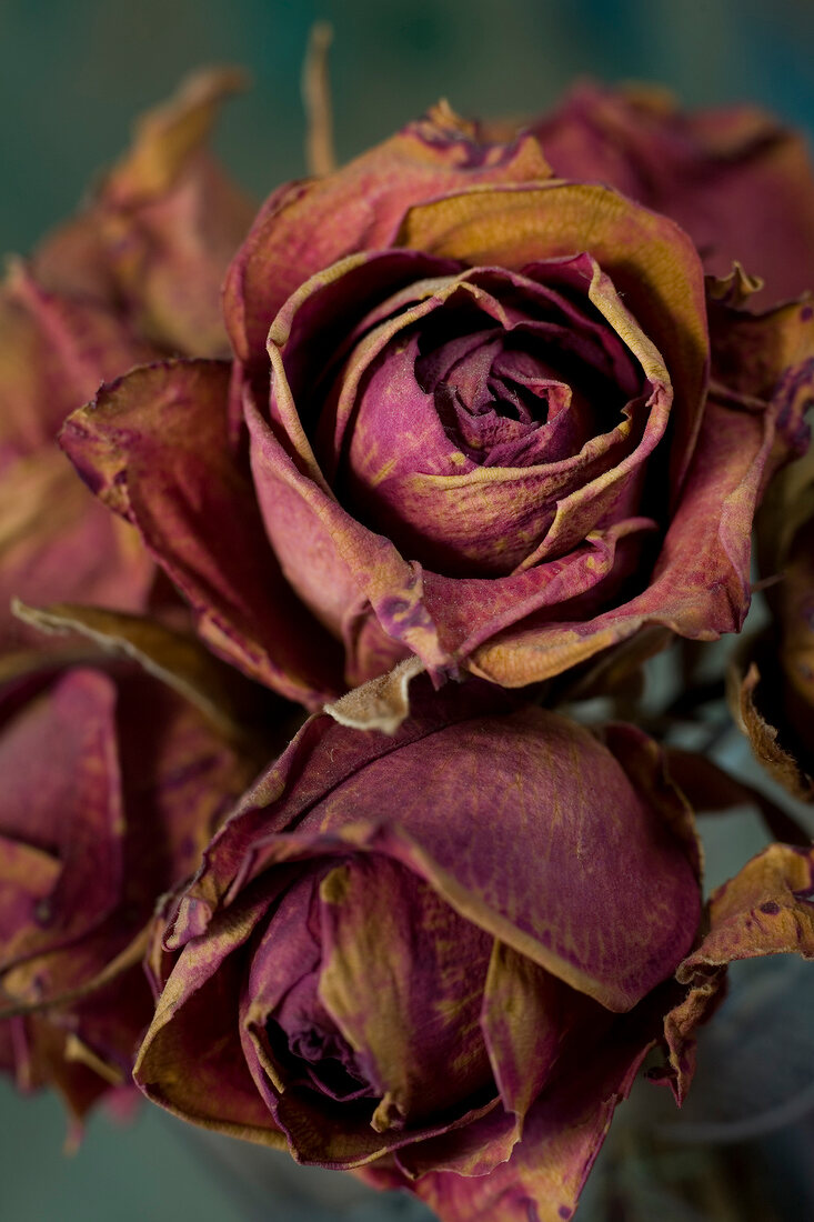 Close-up of dried roses