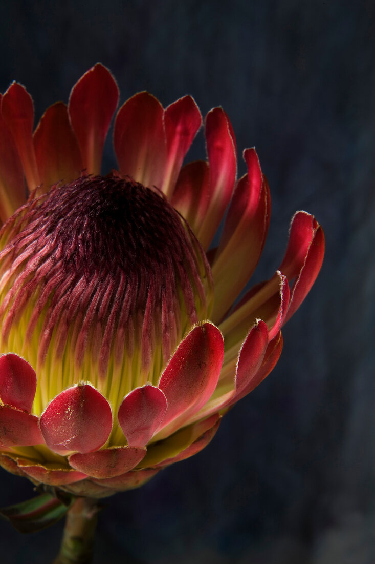 Close-up of red protea