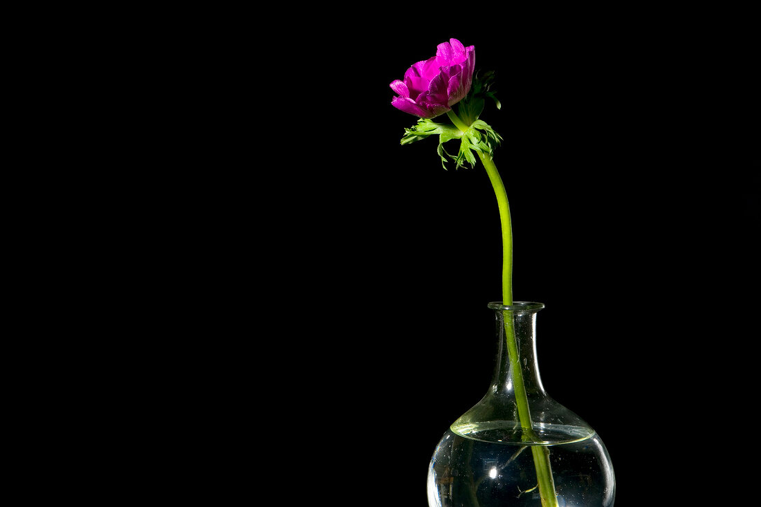Close-up of pink anemone in vase against black background