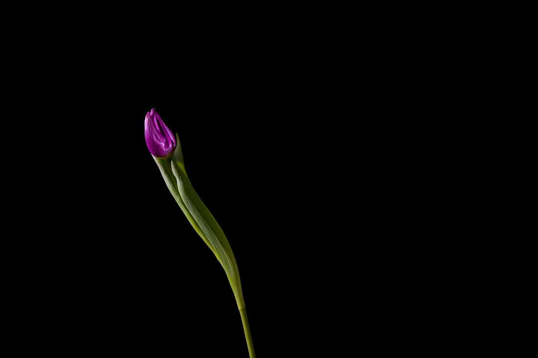 Close-up of violet tulip on black background