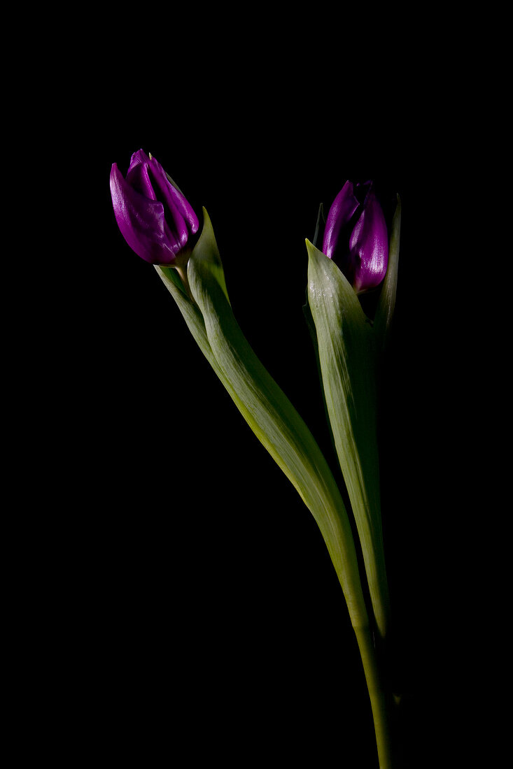 Two violet tulips on black background