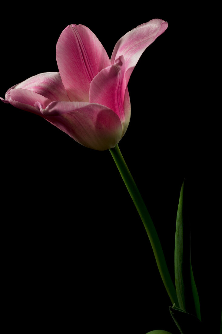 Close-up of pink tulip flowers on black background