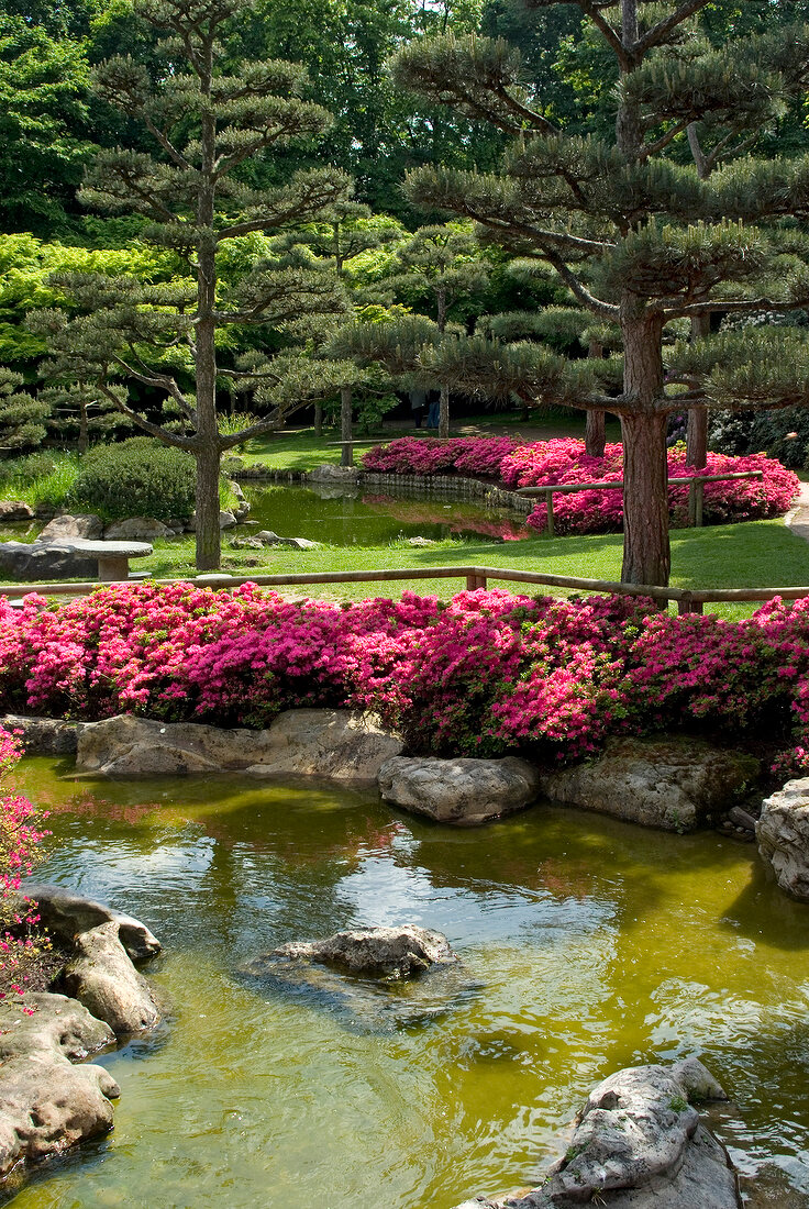 Pond in Japanese garden with flowers and trees