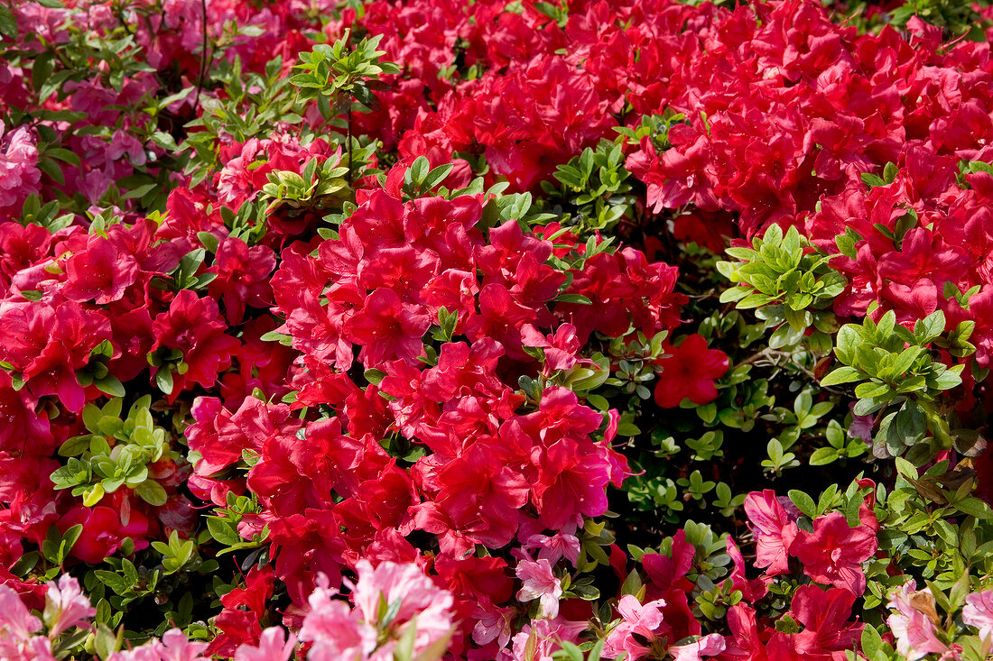 Pink azalea flower in garden