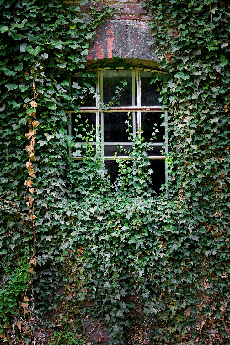 Window covered with green ivy