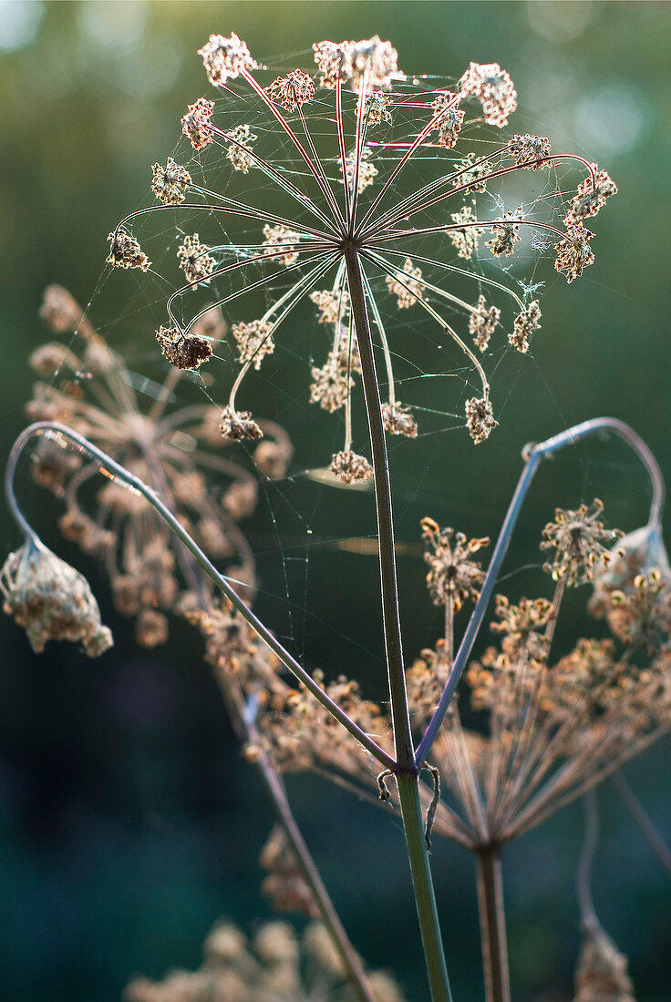 Close-up of heracleum plant with spider web