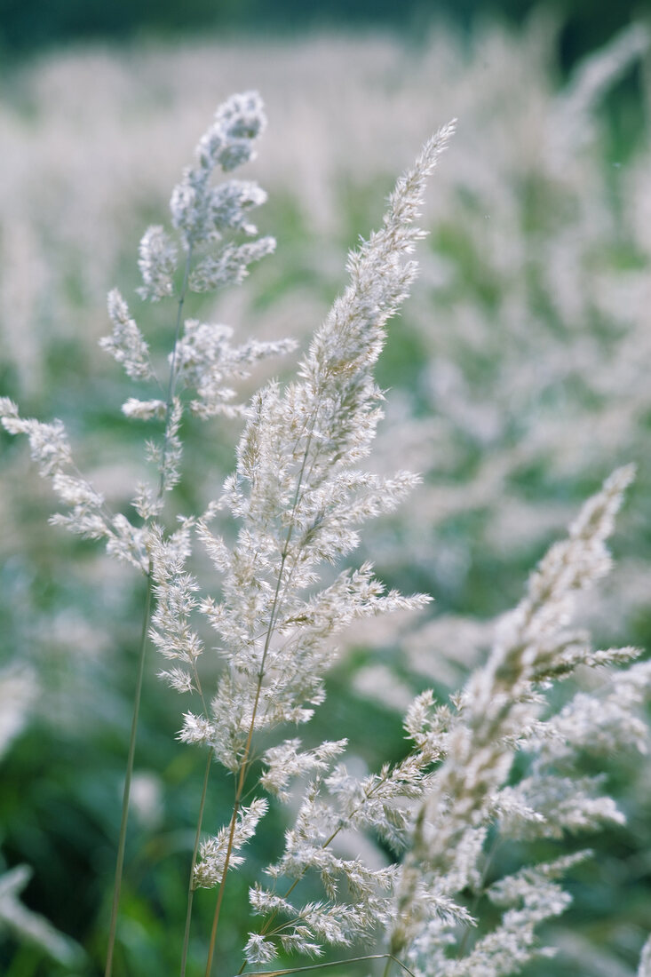 Blüten des Waldschilfs im Gegenlicht