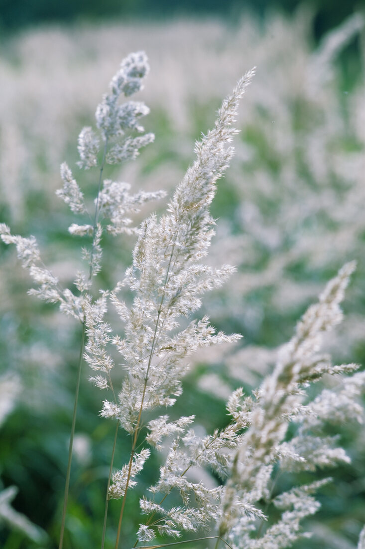 Close-up of white forest reeds with flowers